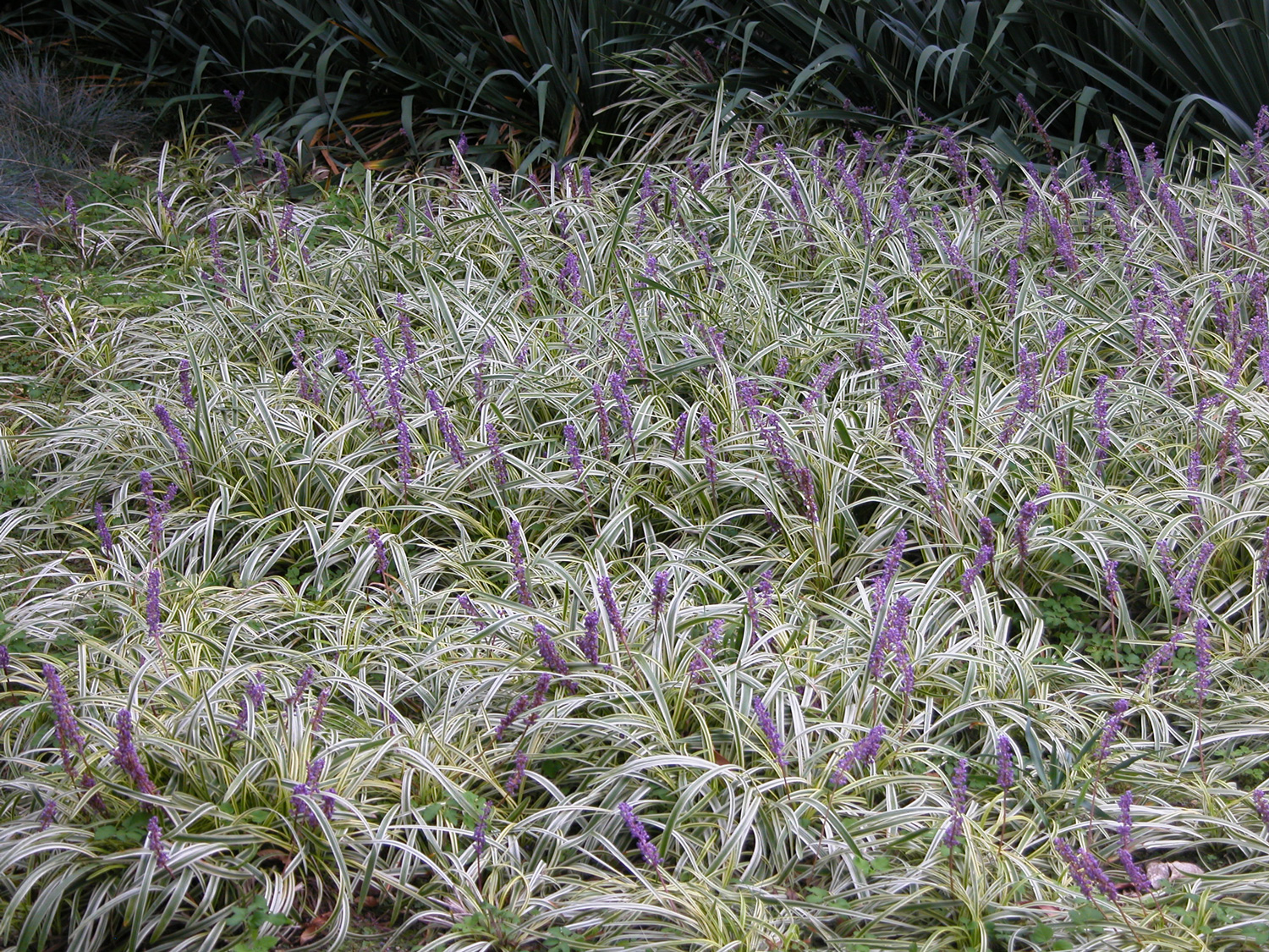 Lavendel