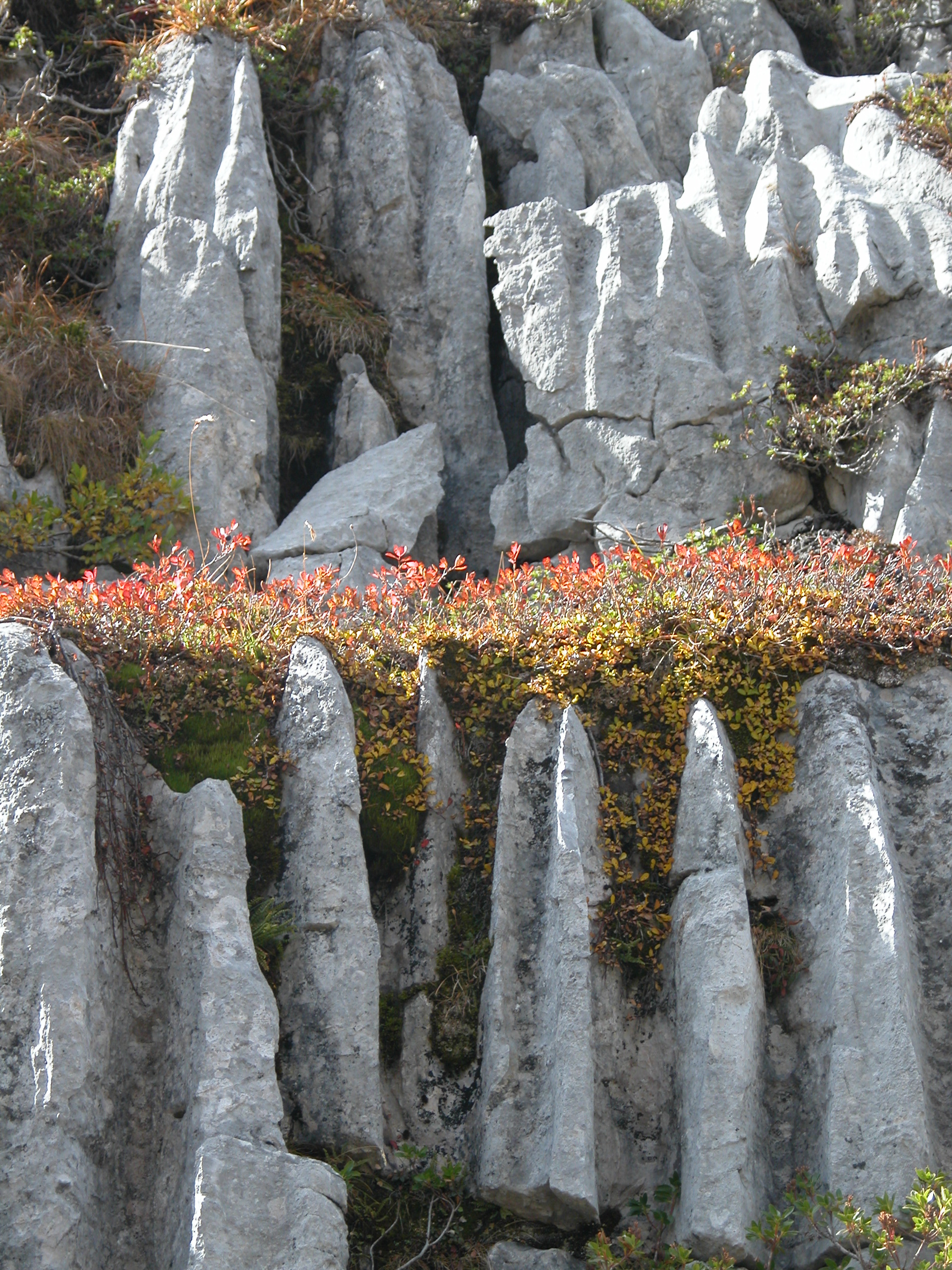 Steine_Pflanzen_goshintai